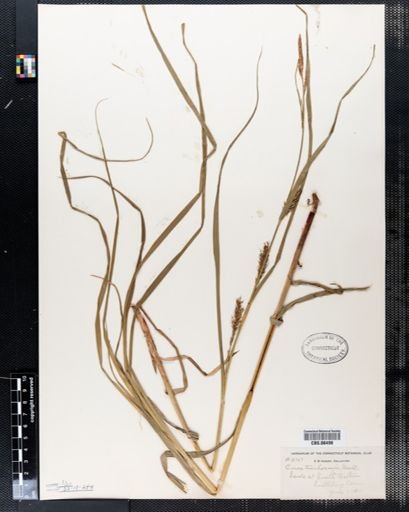 Carex trichocarpa