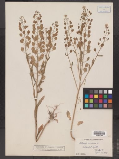 Thlaspi arvense