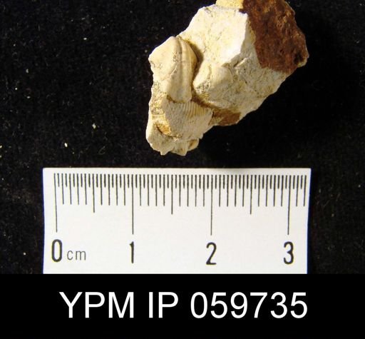 Ambocoelia sp.