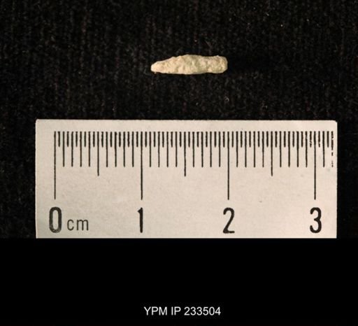 Archaeocidaris sp.