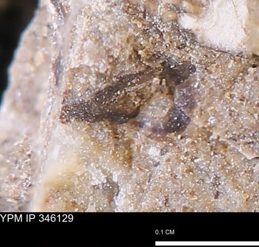 undet. Mollusca
