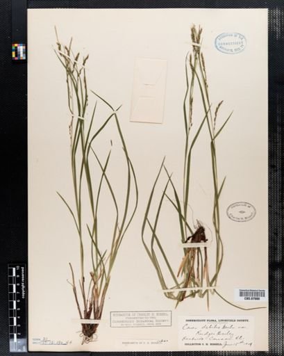 Carex debilis