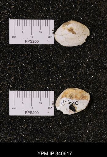 Corbicula sp.
