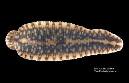 Placobdella parasitica