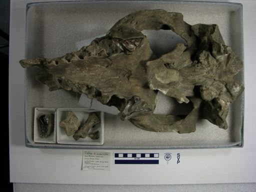 Nesodon imbricatus