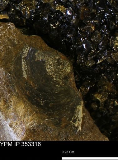Limopsis striatopunctatus