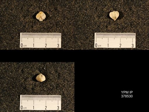 Wellerella sp.