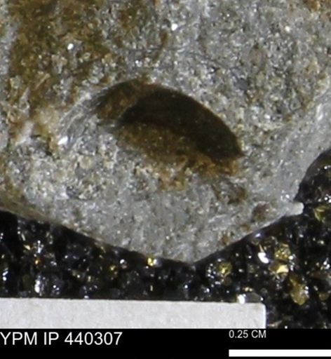 Protocardia subquadrata