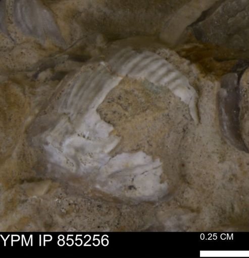 undet. Mollusca