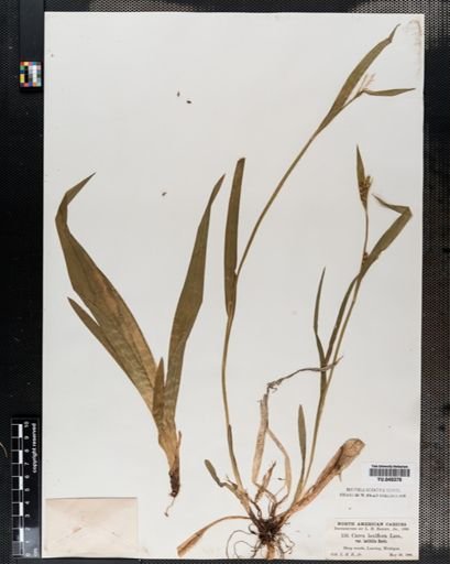 Carex laxiflora