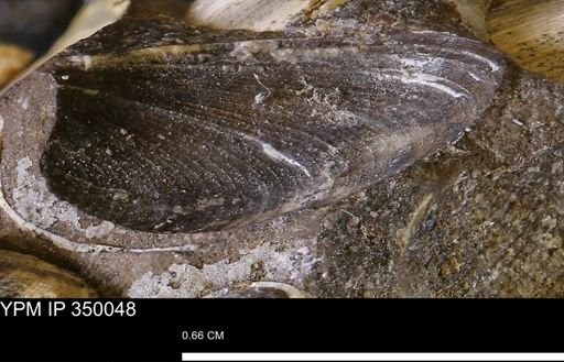 Limopsis striatopunctatus