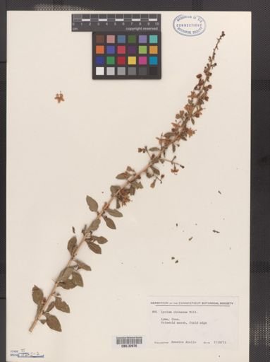 Lycium chinense