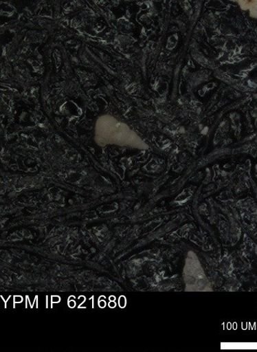 undet. Heterohelicidae