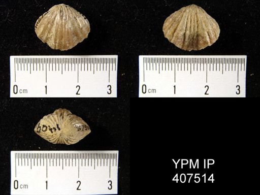 Camarotoechia peneborealis