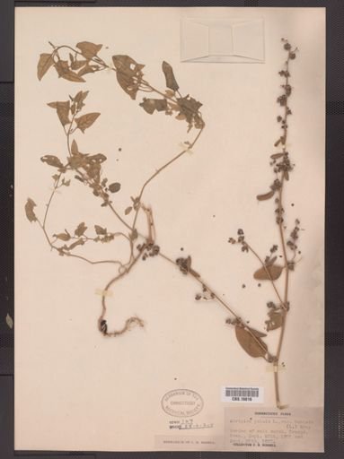 Atriplex patula hastata