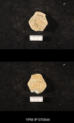 Favosites louisvillensis