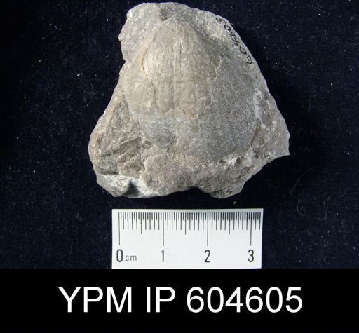 undet. Brachiopoda