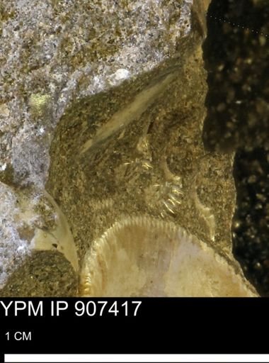 undet. Mollusca