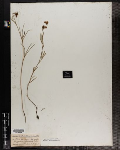 Argyrolobium