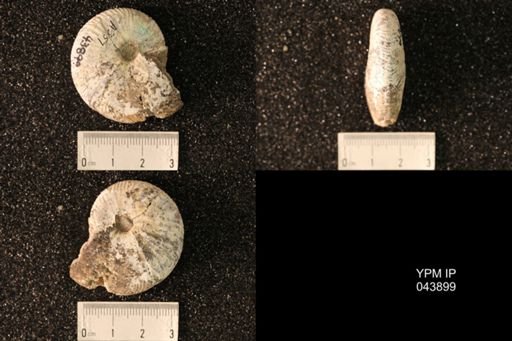 Hoploscaphites nicolletii