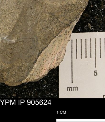 undet. Ammonoidea