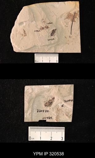 undet. Hemiptera
