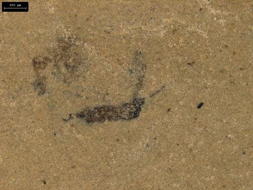 undet. Diptera