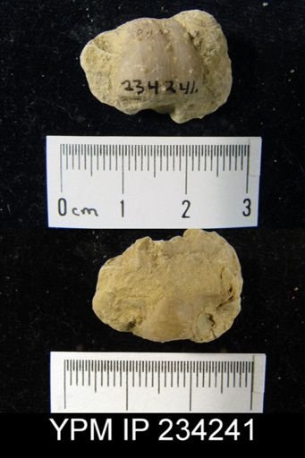 Marginifera wabashensis