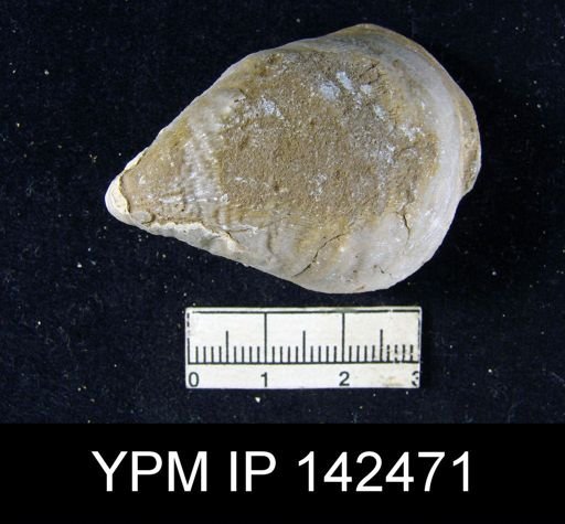Productus (Striatifera) compressus