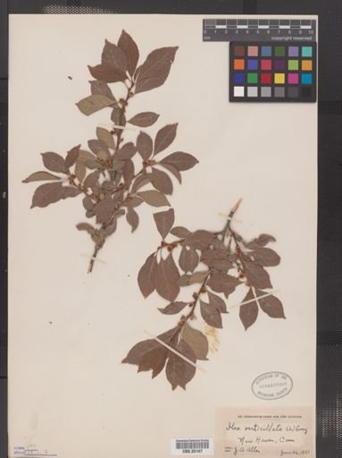 Ilex verticillata