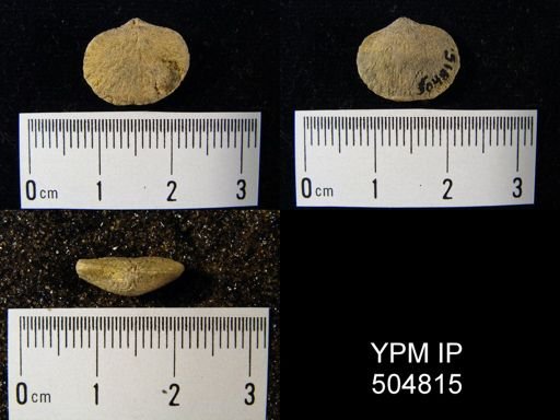 Dalmanella planiconvexa