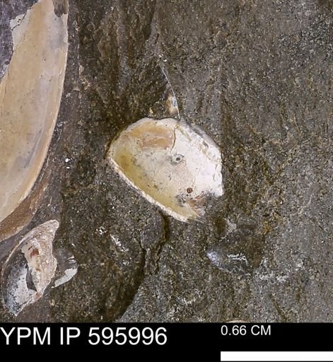 undet. Bivalvia