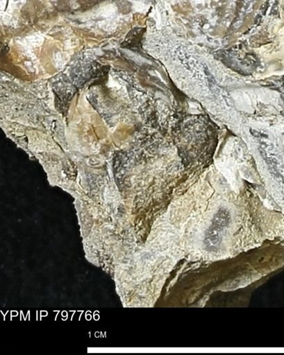 Inoceramus