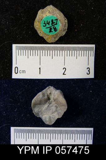 Rensselaerina medioplicata