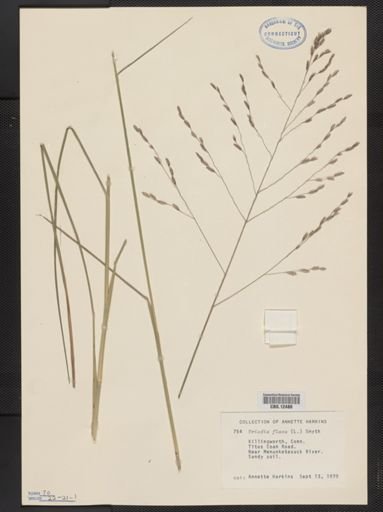 Tridens flavus