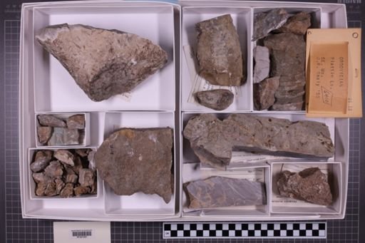mixed taxa, stratigraphic collection