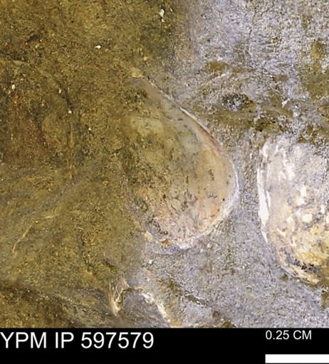 undet. Bivalvia