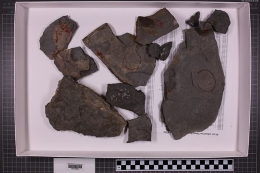 mixed taxa, stratigraphic collection
