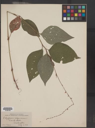 Polygonum virginianum