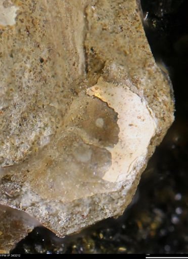 undet. Ammonoidea