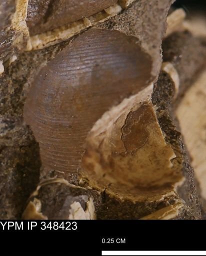 Corbulamella?