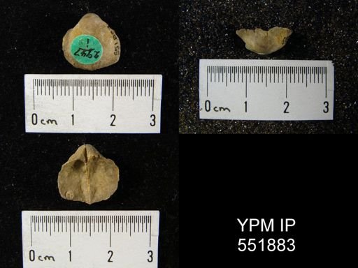 Gypidula sp.