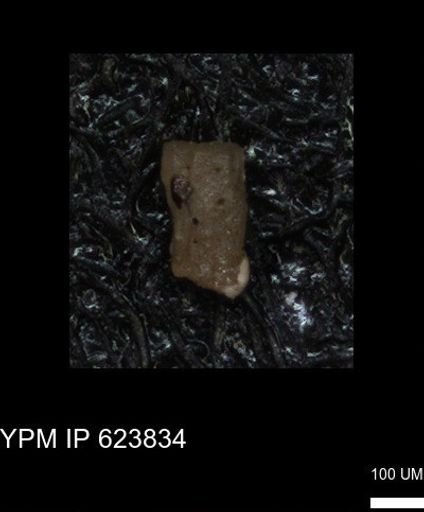 undet. Echinoidea