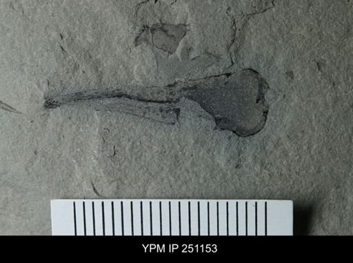Cooksonia sp.