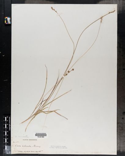 Carex spicata