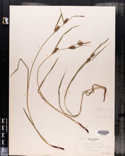 Carex houghtonii