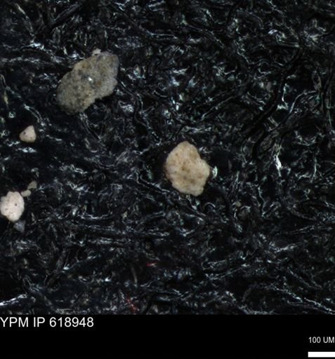 undet. Foraminiferida