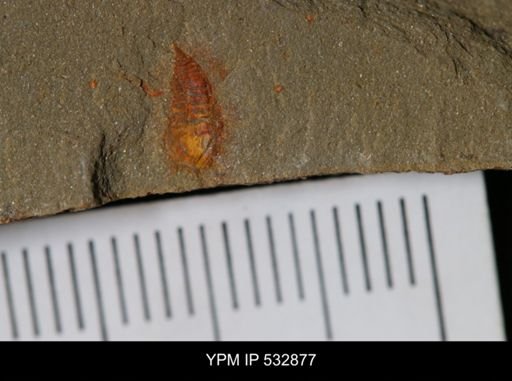 undet. Synziphosurina