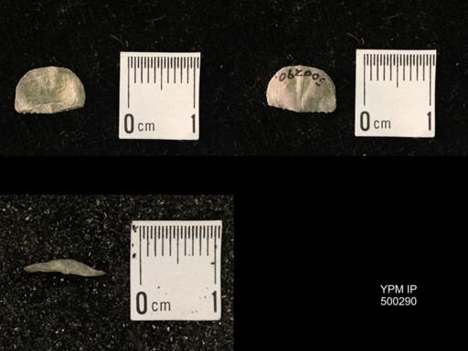 Mesolobus mesolobus decipiens