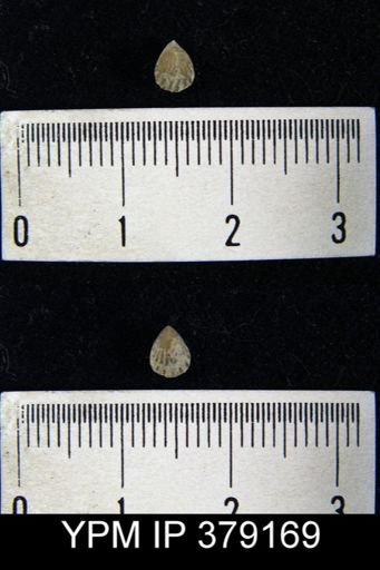 Camarotoechia sp.